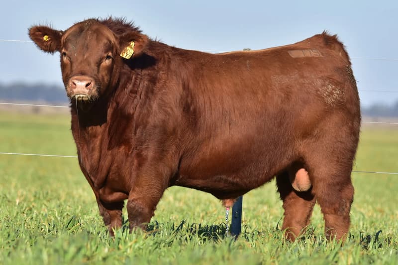 C779