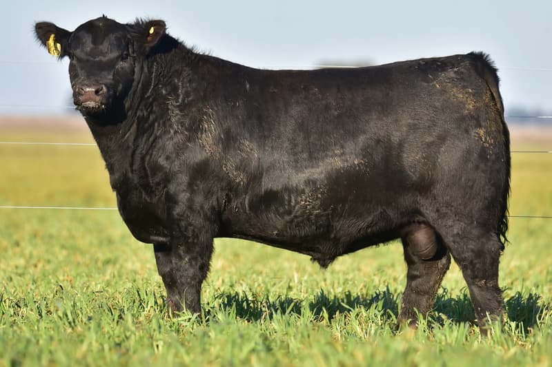 C739