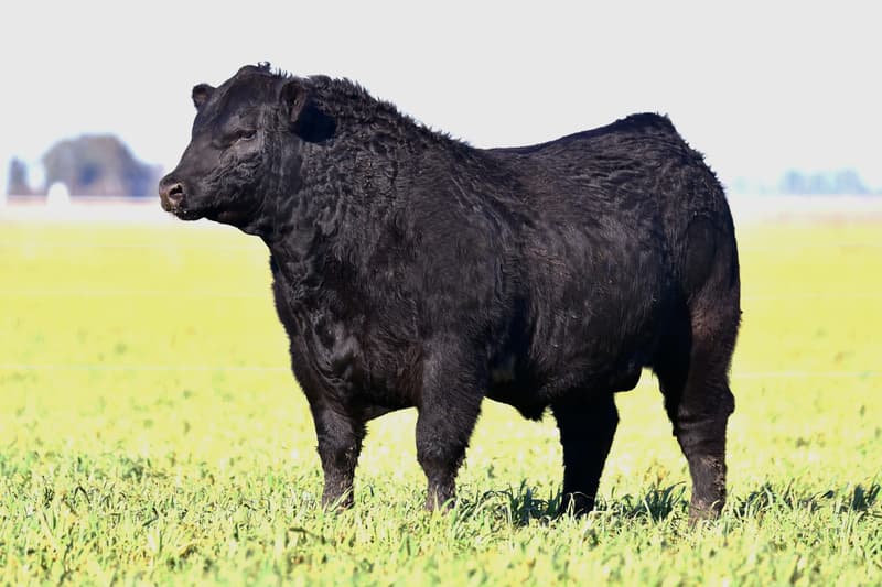 C673