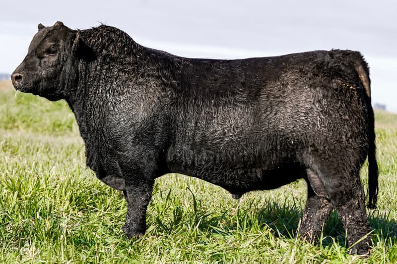 C913