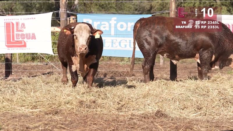 Corral 10