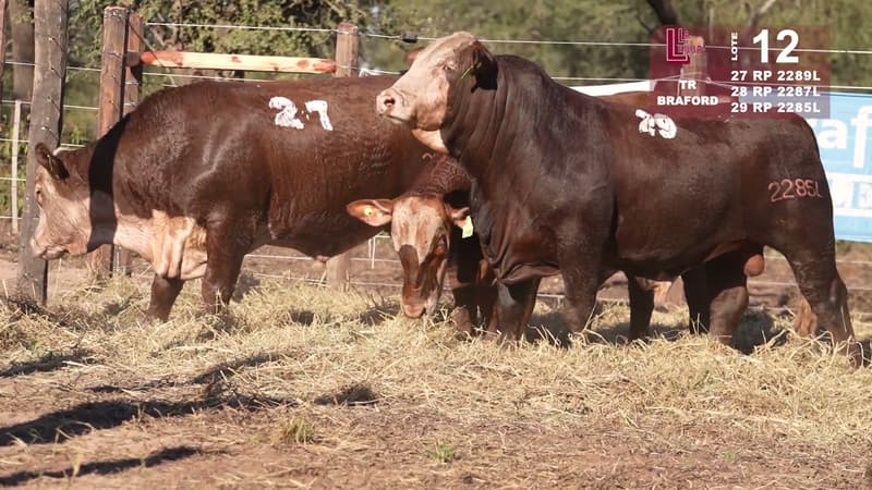 Corral 12