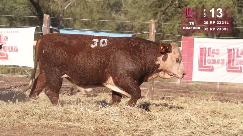 Corral 13