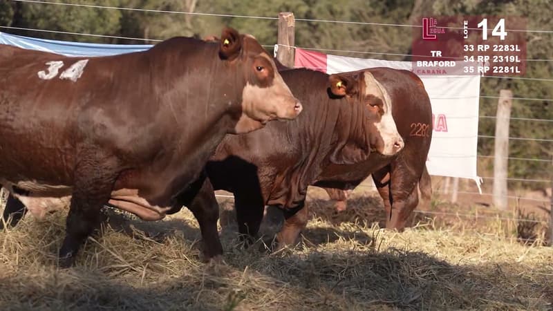Corral 14