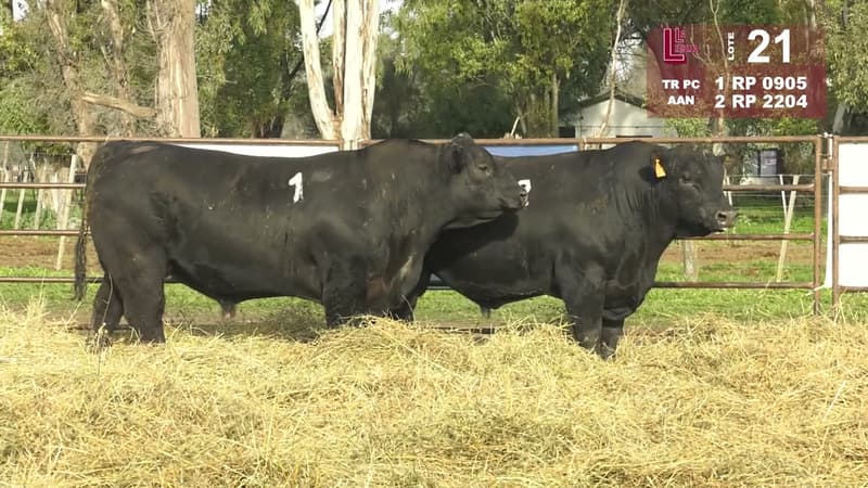 Corral 21