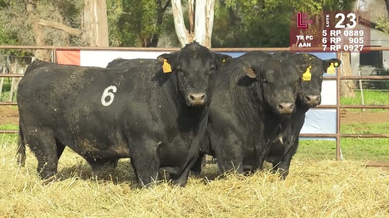 Corral 23