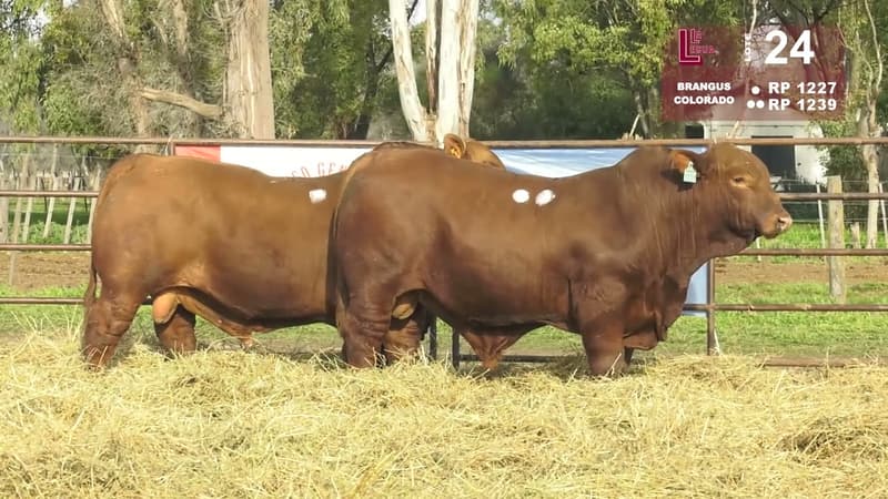 Corral 24