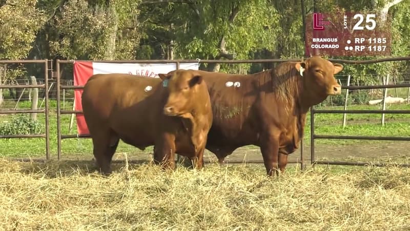 Corral 25