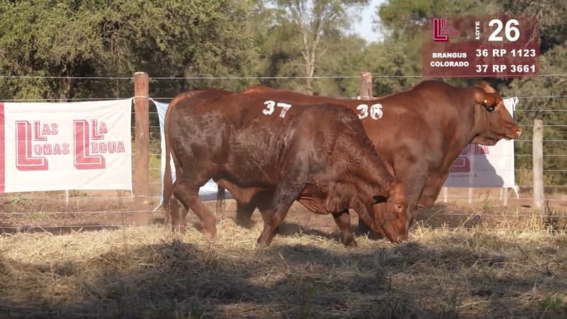 Corral 26