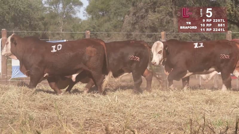Corral 5