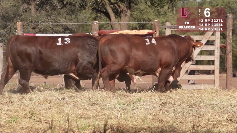Corral 6