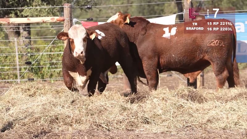Corral 7