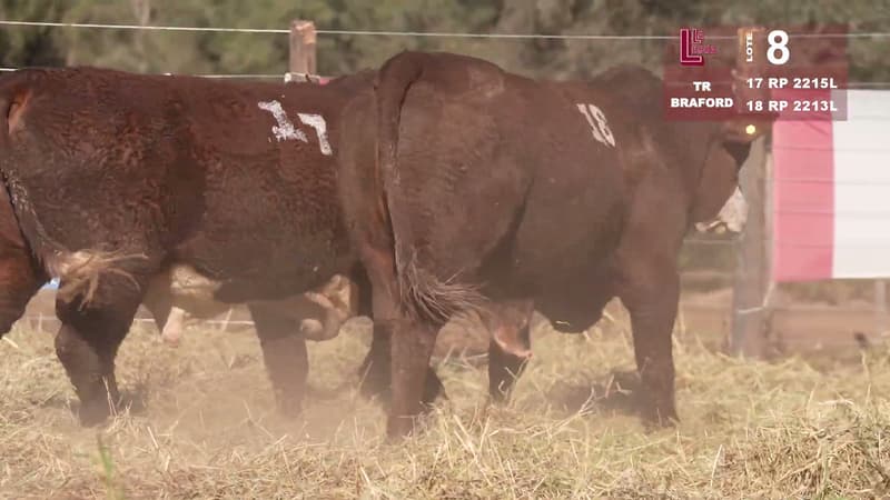 Corral 8