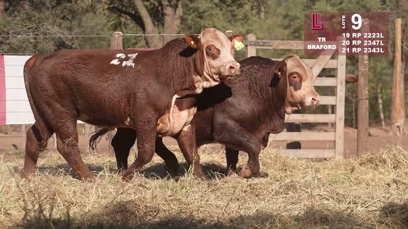 Corral 9