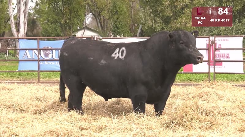 4017