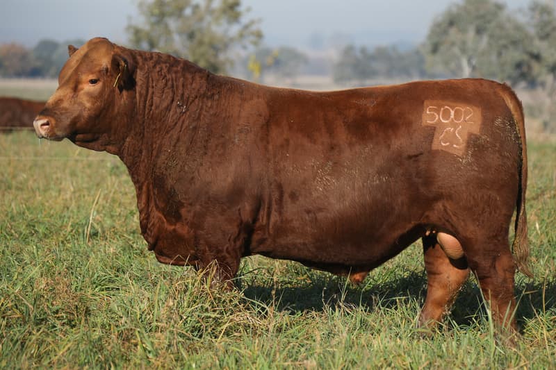 5002