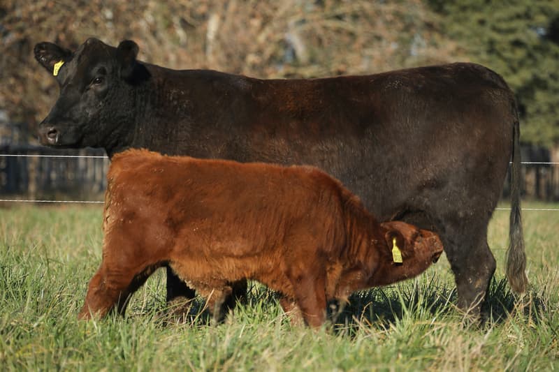F819