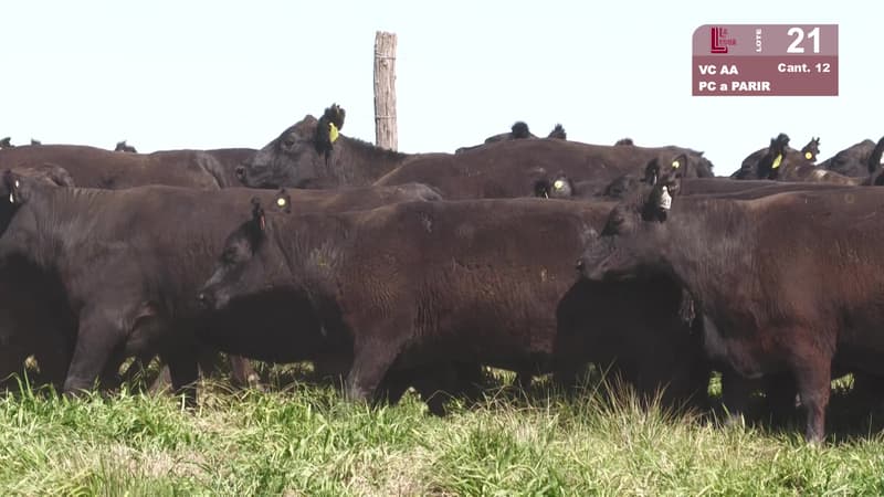 Lote 21