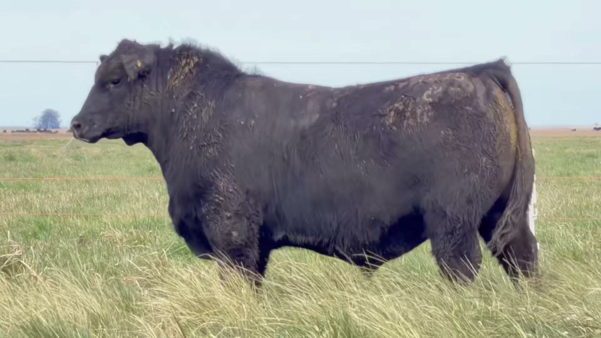 4215