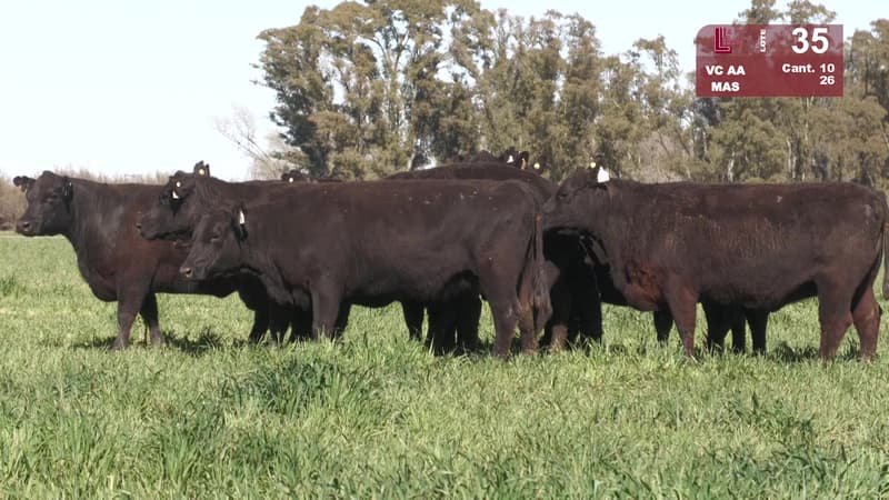 Corral 35