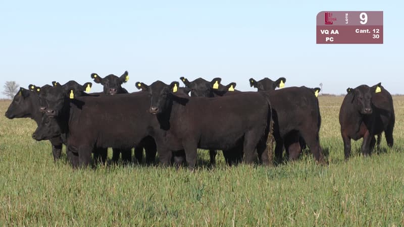 Corral 9