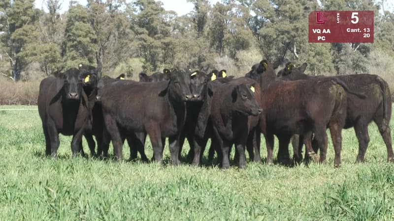 Corral 5