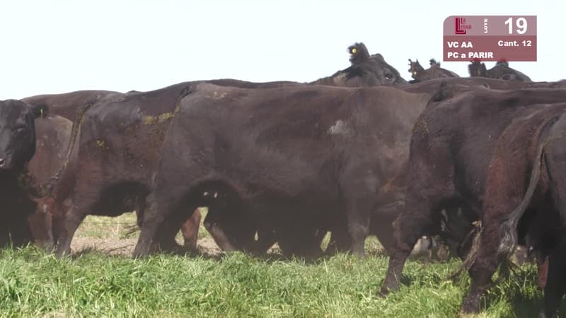Lote 19
