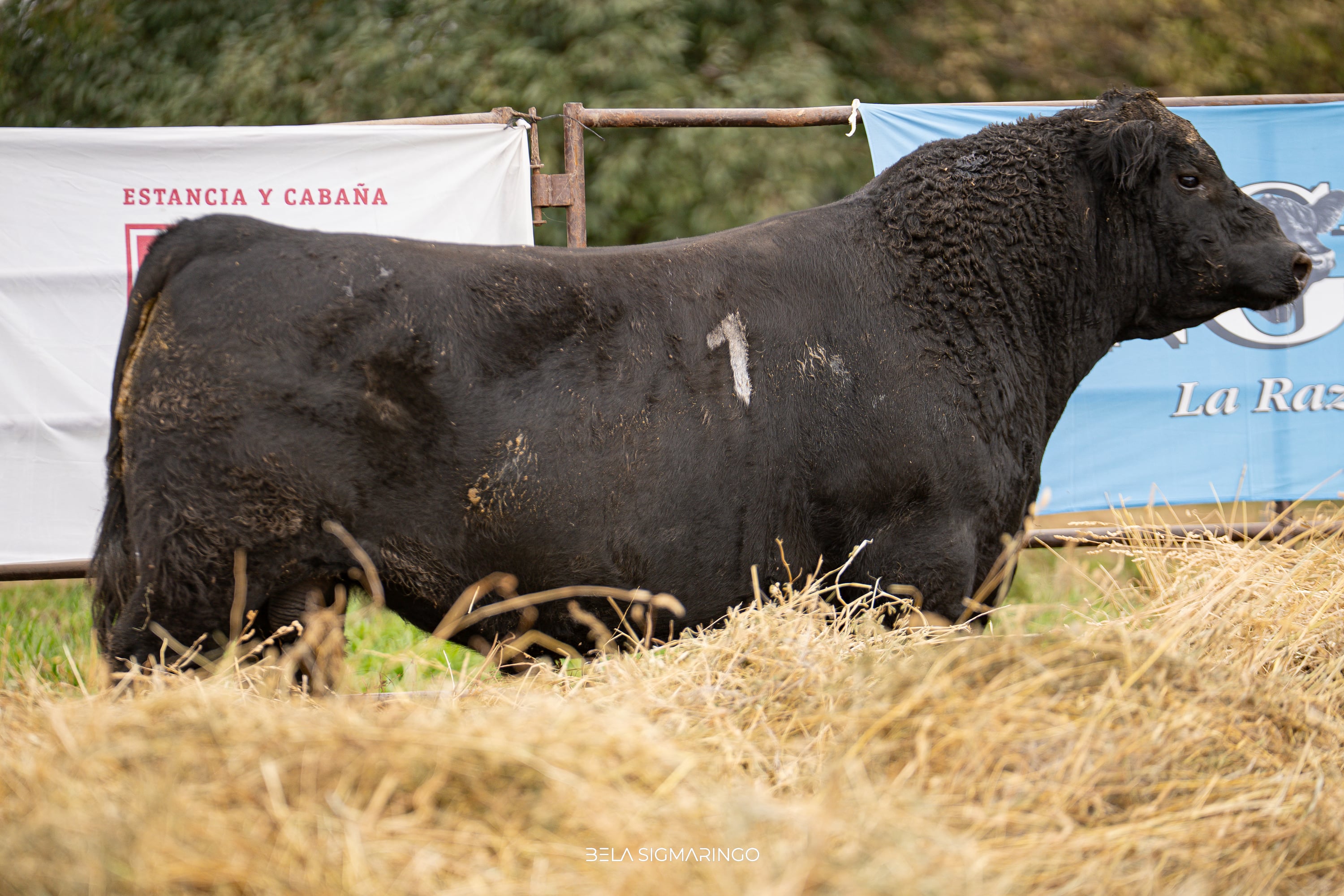 Corral 46
