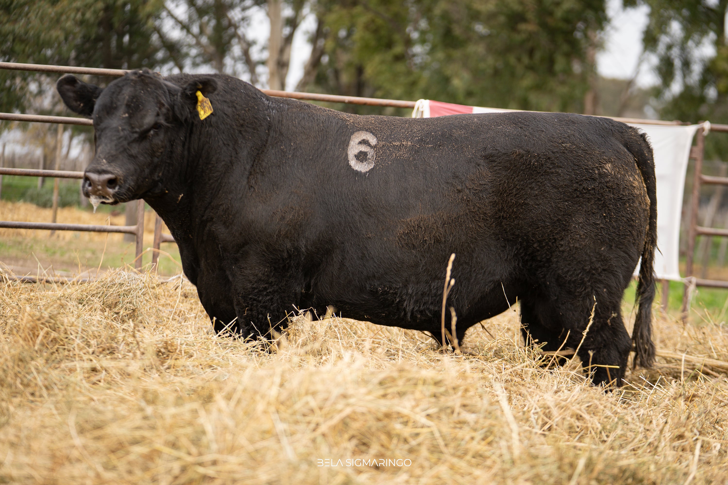 Corral 47