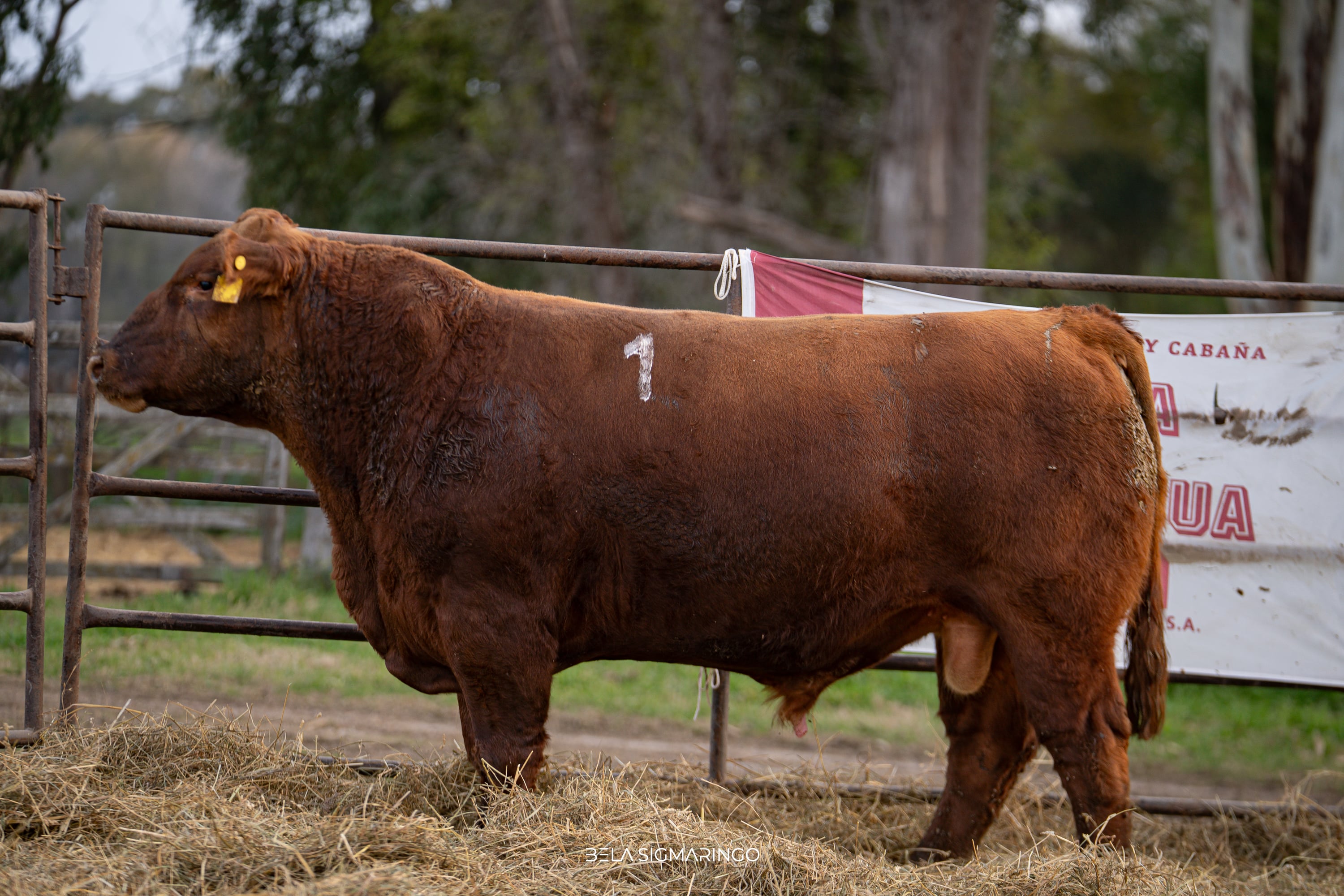 Corral 49