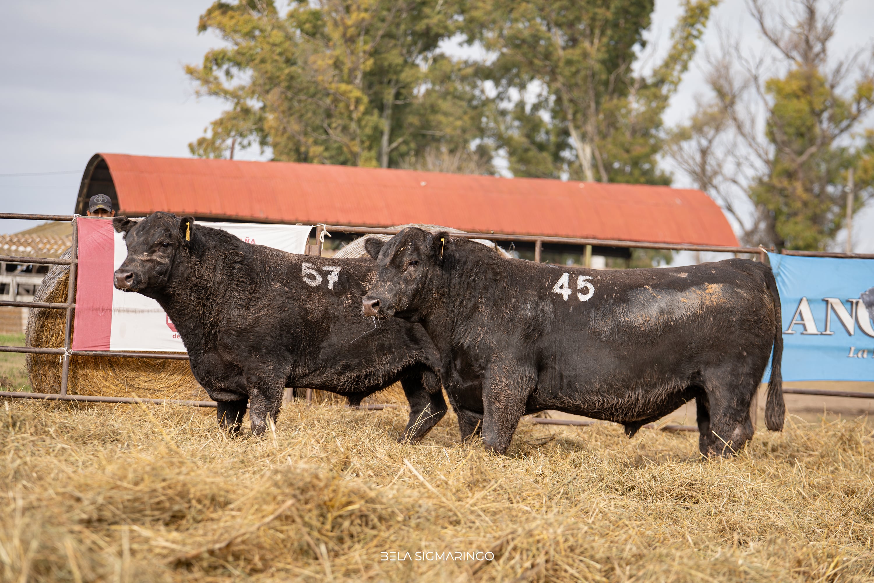 Corral 72